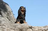 CAVALIER KING CHARLES 007